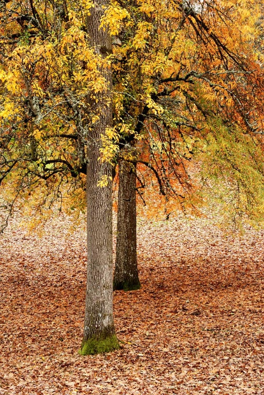 Bush Pasture Trees