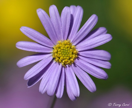 Purple Beauty