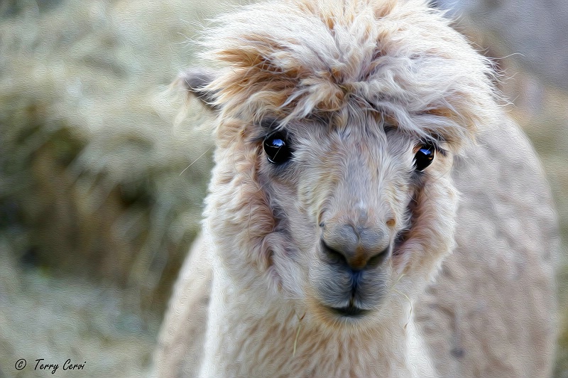 Handsome Llama