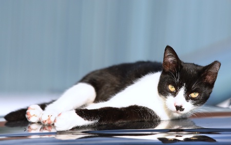 Sunbathing cat