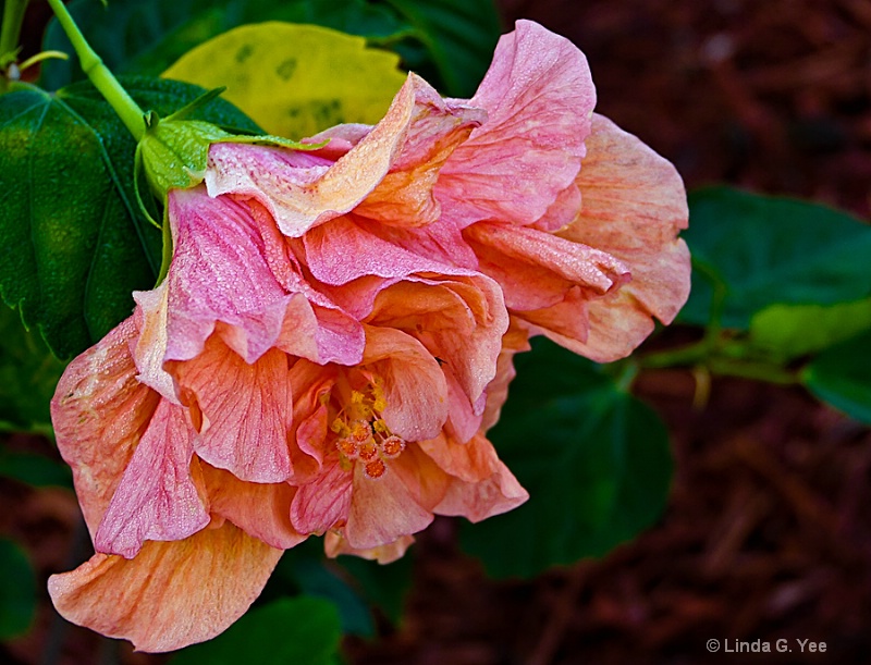 Hibiscus from My Front Yard