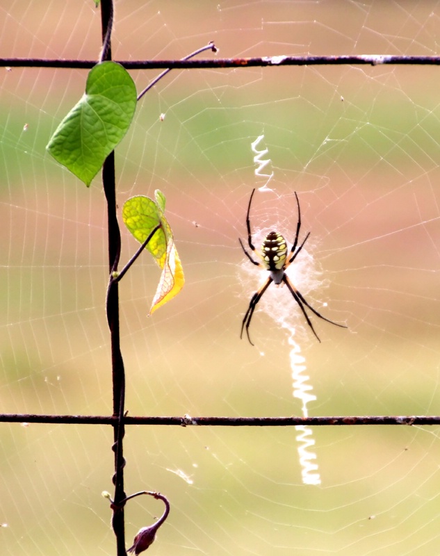 Orb Weaver Spider Web ( With Spider)