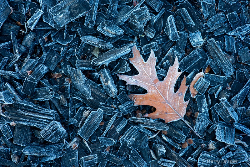 Frost and Leaf