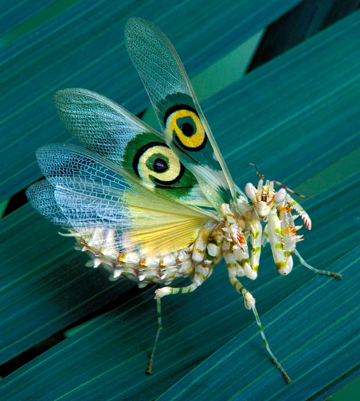 African Flower Mantid