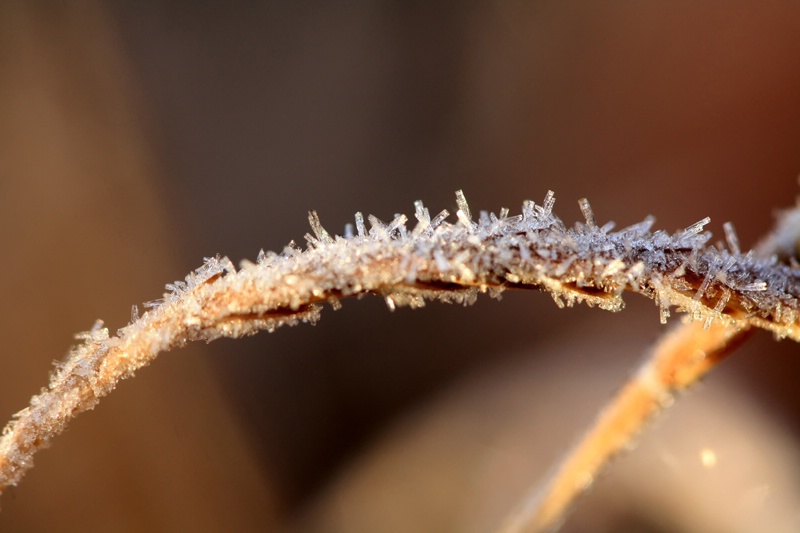 Frost 20131129-3