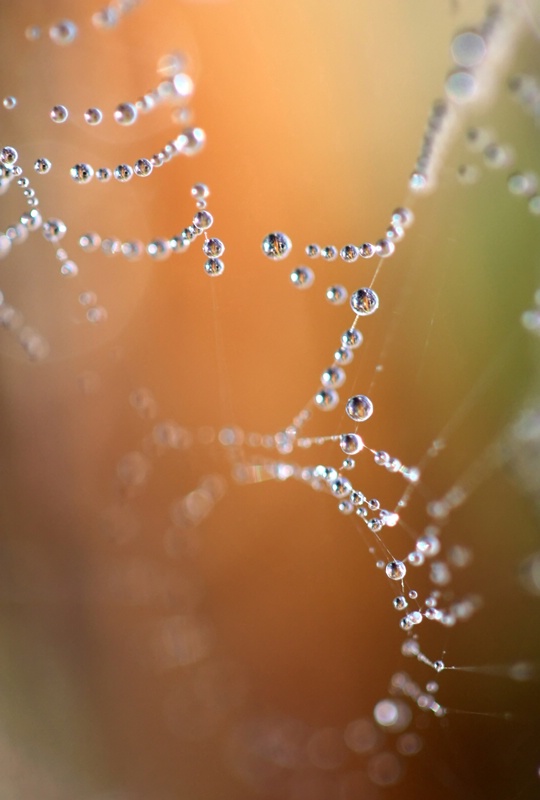 Web Reflections