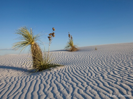 White Sands 