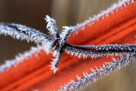 Frosty Wire And Fence Post