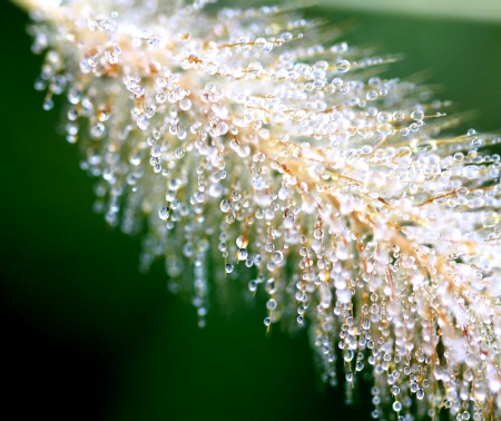 Dripping With Dew