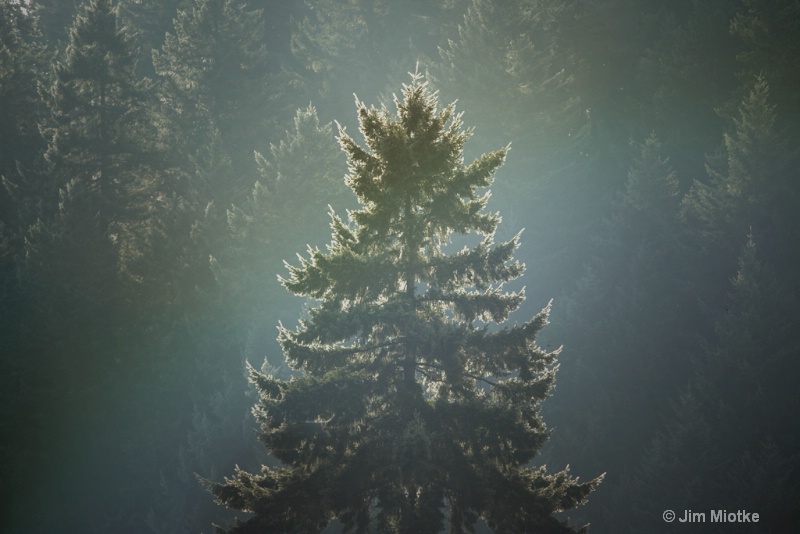 Lone Tree - ID: 14352217 © Jim Miotke