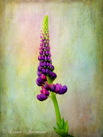 Lupin With Texture