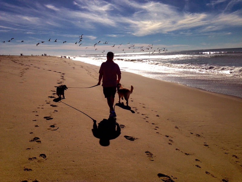 Footprints and Pawprints in the Sand