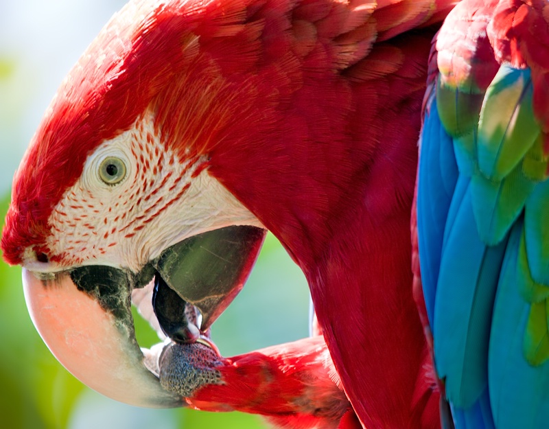 Macaw Colours