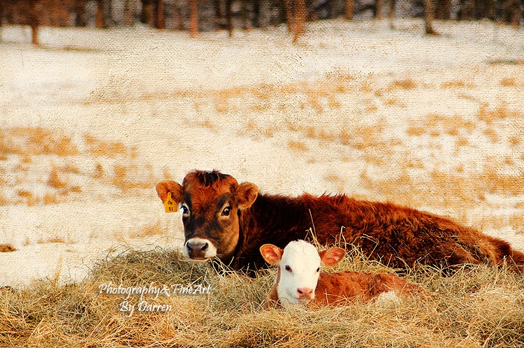 Mom and Winter Calf