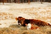 Mom and Winter Ca...