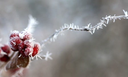 Frosty Berries