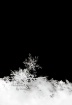 The Lone Snowflak...