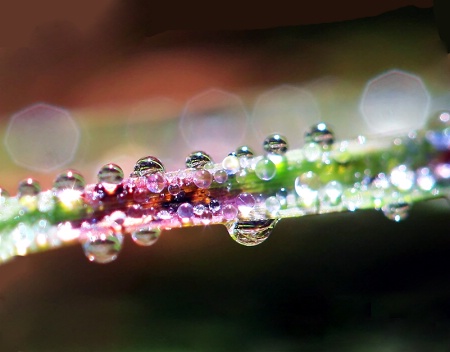 Delightful Dewdrops