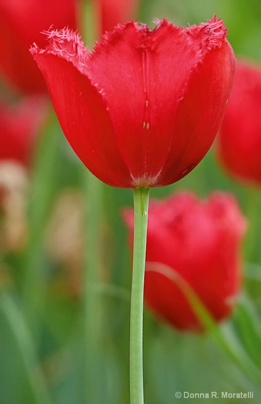 Red  tulip