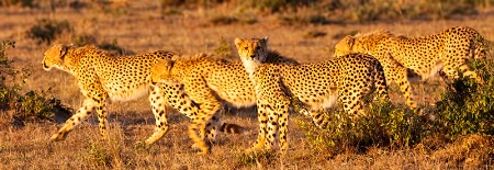 A Pack of 4 Cheetahs
