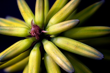 Aloe Layers