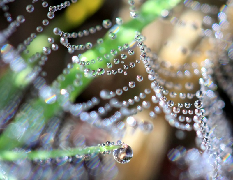 A Dewy Website