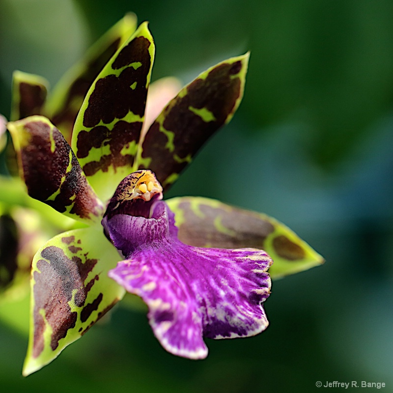 "Vanilla Orchid"