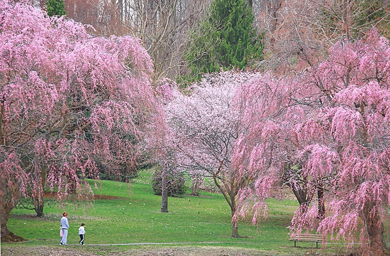 A walk in the park