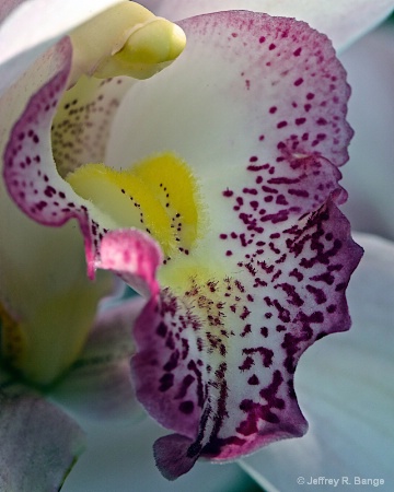 "Lip Of An Orchid"