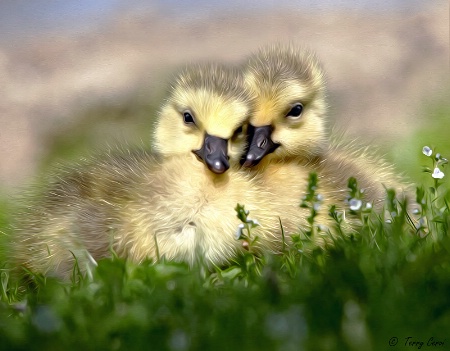 Easter Twins