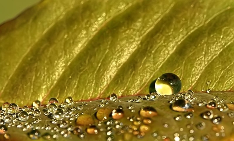 Drops On A Leaf