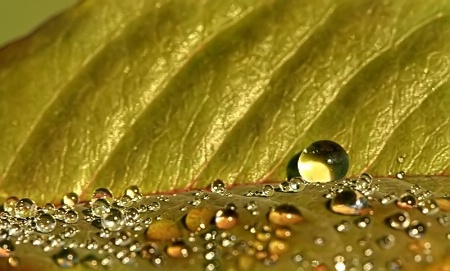 Drops On A Leaf