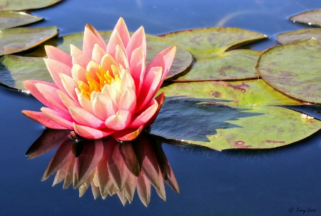 Lily Reflections