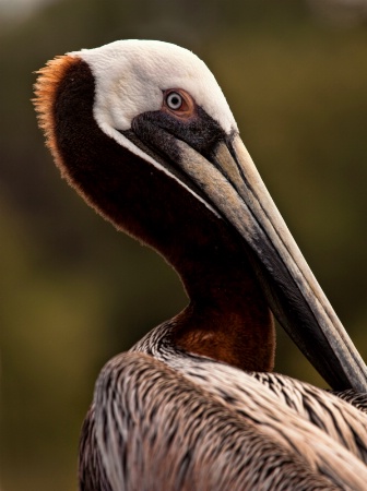 Pelican