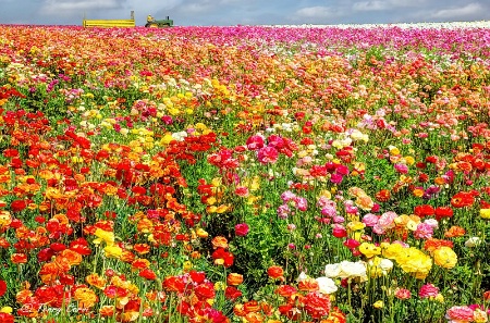 The Flower Fields