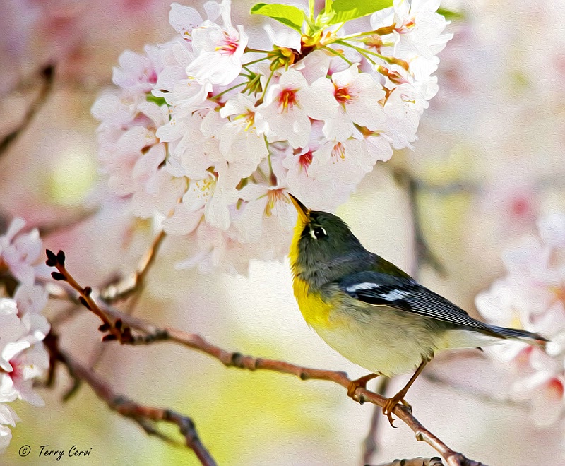 Northern Parula