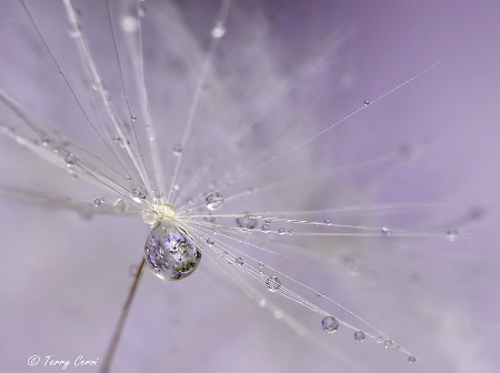 Orchid Droplets