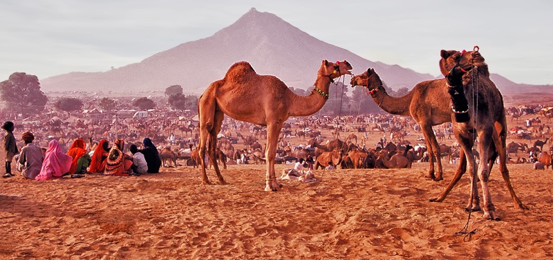 Pushkar Camel Trading Fair