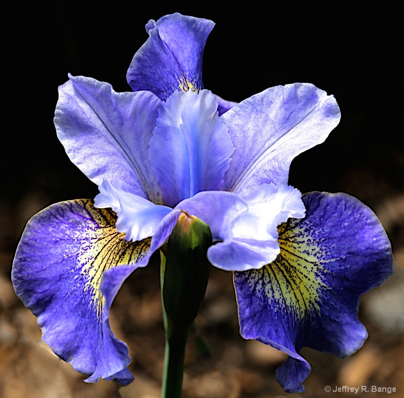 Iris "Reel Cute"