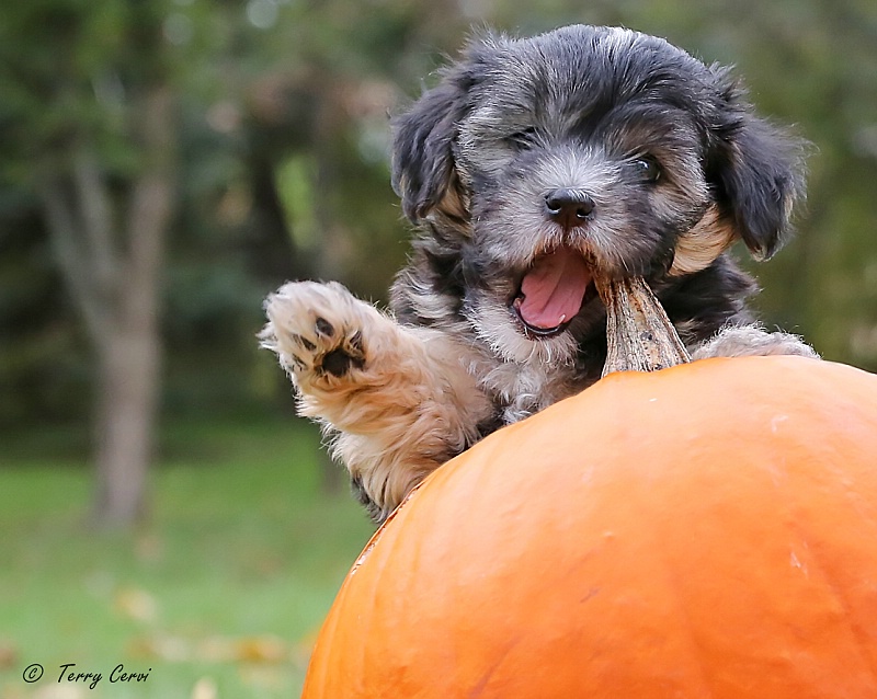 Pumpkin Attack