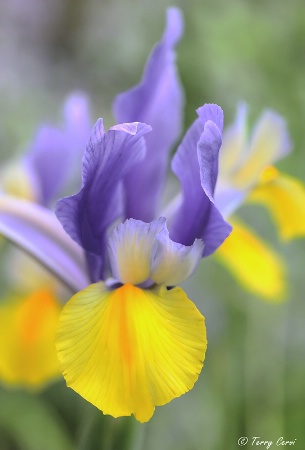 Garden Beauty