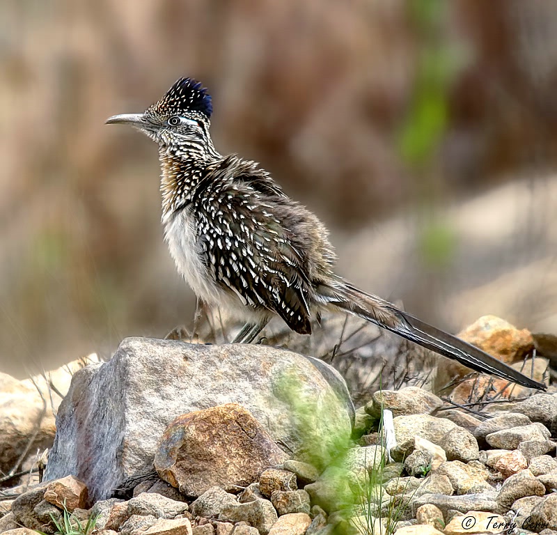 Road Runner