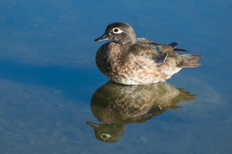Juvenile Male Wood Duck in Still Water