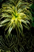 Night Bloom