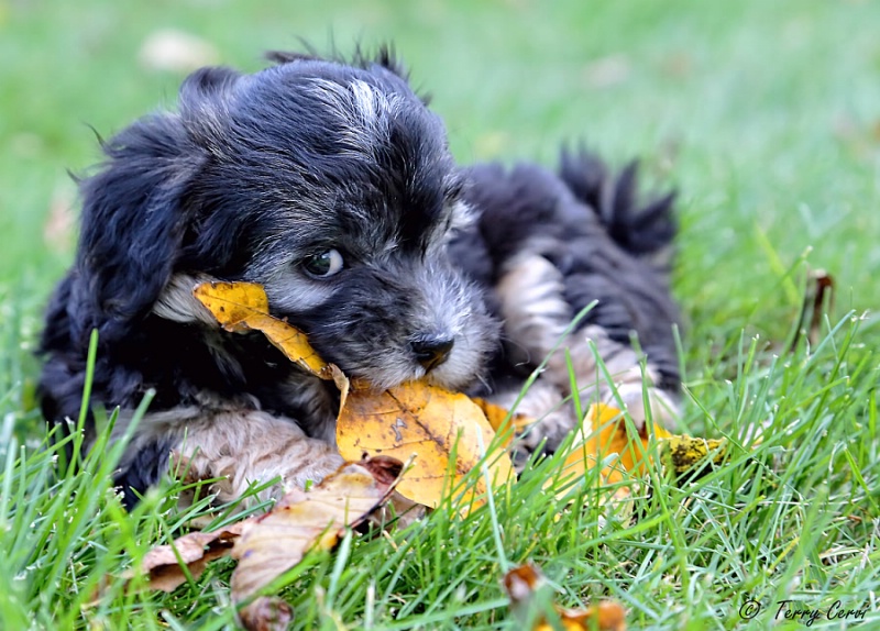 It's My Leaf!