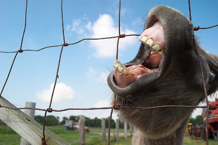 Sombody help me... My tooth is killing me!