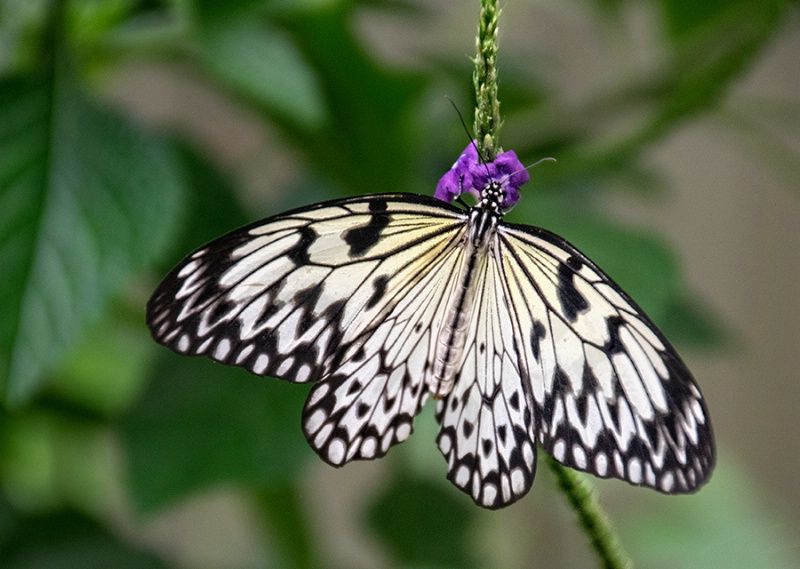 Feeding on Purple