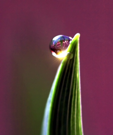 A Drop Of Light And Color