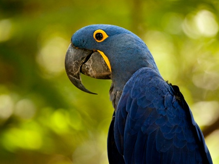 Hyacinth Macaw