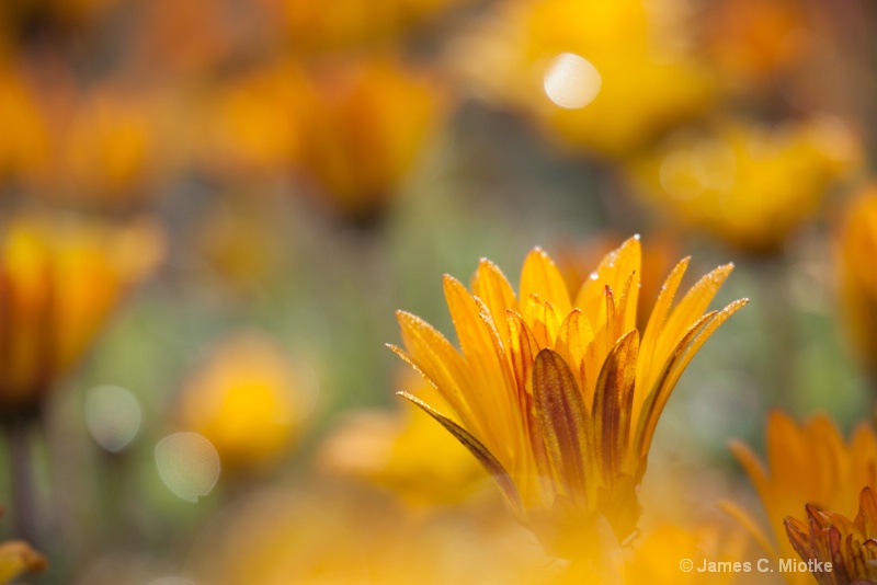 Flowers Aglow - ID: 14562526 © Jim Miotke